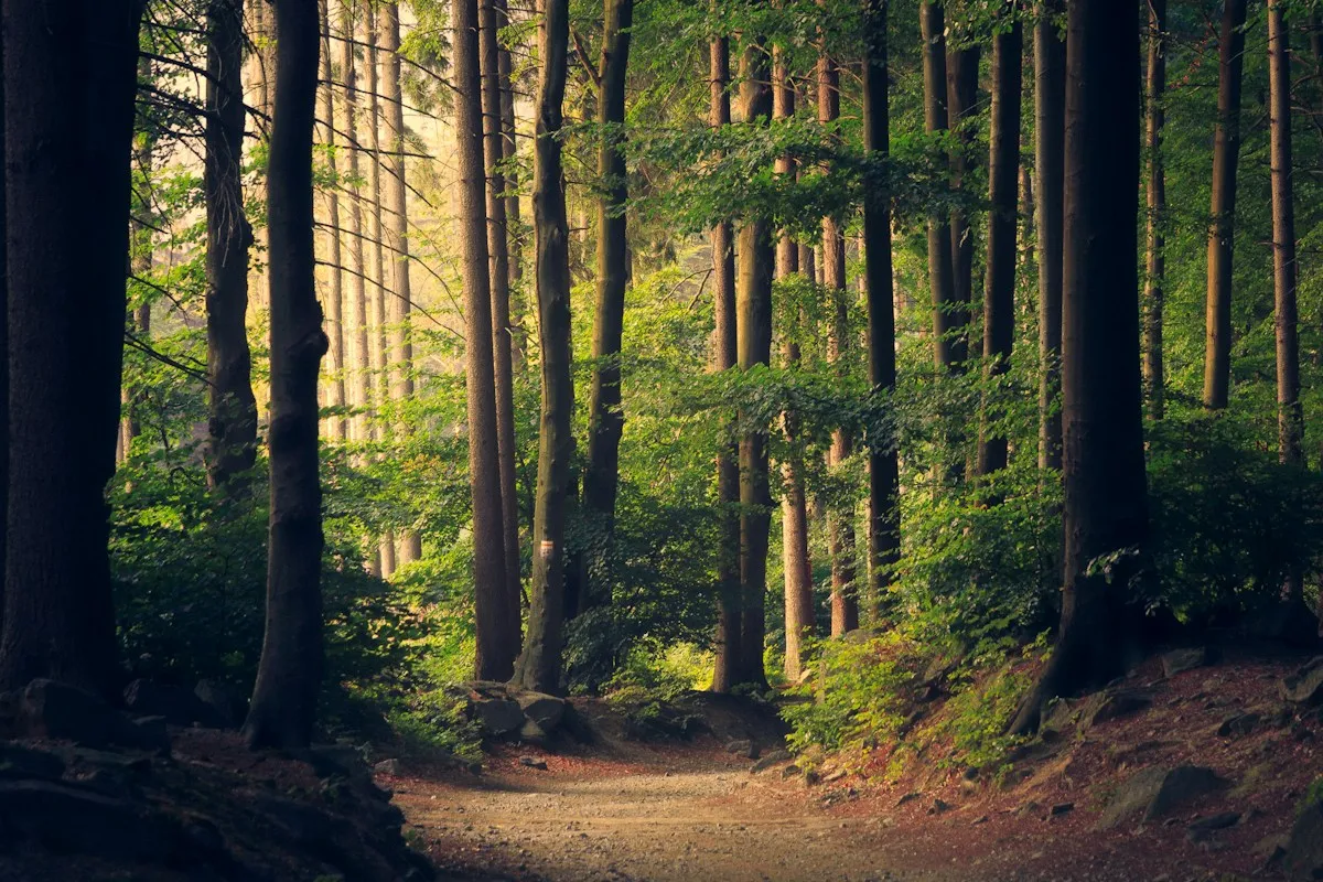 Sunlight through forest trees