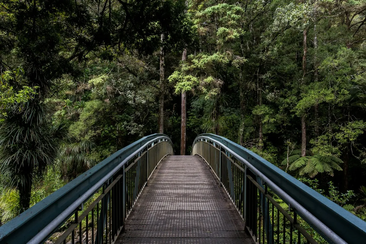 A path through tall trees